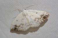 Lomographa temerata