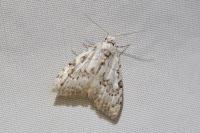 Nola confusalis