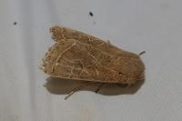 Orthosia cerasi
