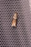 Cryptoblabes bistriga