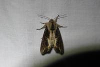 Egira conspicillaris