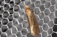 Nematopogon adansoniella