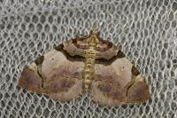 Anticlea derivata