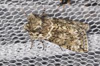 Polyploca ridens