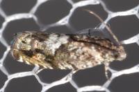 Pammene argyrana