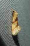 Aethes deaurana