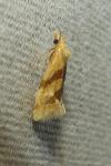 Aethes deaurana