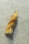 Aethes deaurana