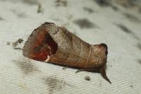 Clostera curtula