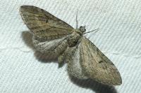 Eupithecia innotata