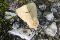 Spilarctia lutea