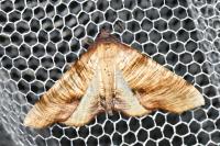 Plagodis dolabraria