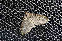 Lobophora halterata