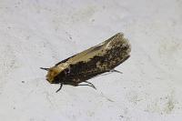 Monopis crocicapitella