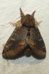Notodonta dromedarius