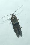 Blastobasis phycidella