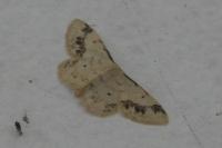 Idaea trigeminata