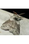 Calliteara pudibunda