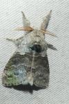 Calliteara pudibunda