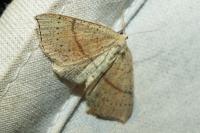 Cyclophora punctaria