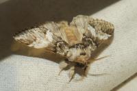 Drymonia dodonaea