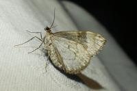 Dysstroma truncata