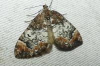 Dysstroma truncata
