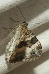 Epirrhoe alternata