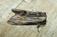 Harpyia milhauseri