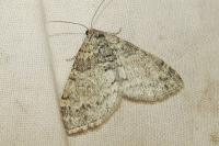 Lobophora halterata