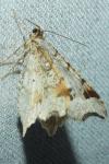 Macaria alternata