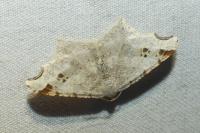 Macaria alternata