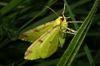 Opisthograptis luteolata