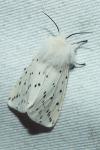 Spilosoma lubricipeda