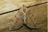 Thera obeliscata