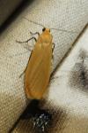 Wittia sororcula