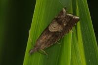 Dichrorampha acuminatana