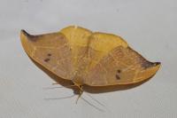 Watsonalla binaria