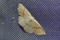 Cyclophora punctaria