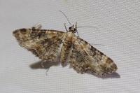 Eupithecia pulchellata