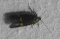 Borkhausenia minutella