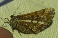 Bupalus piniaria