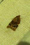 Ditula angustiorana