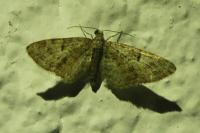 Eupithecia dodoneata