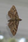Gymnoscelis rufifasciata