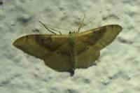Idaea degeneraria