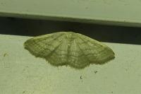 Idaea subsericeata