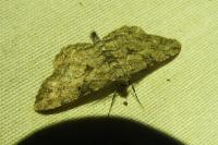 Peribatodes rhomboidaria