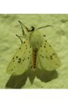 Spilosoma lubricipeda