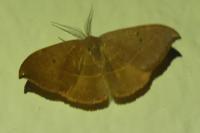 Watsonalla binaria/uncinula